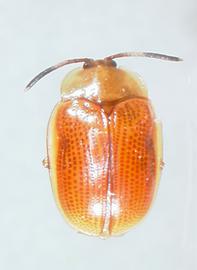   Stilpnaspis  habitus. 
